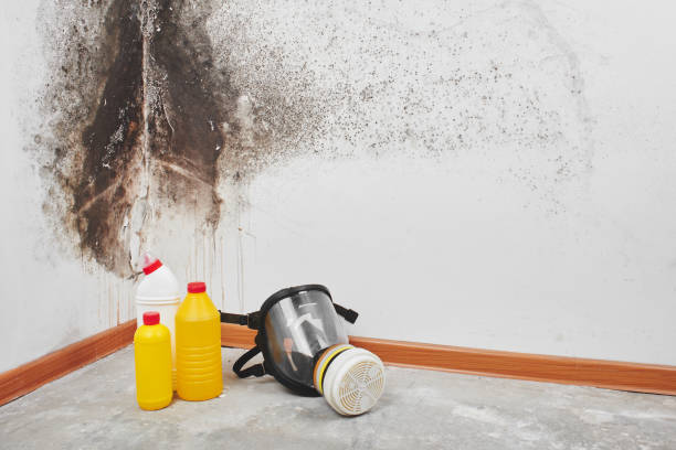 Best Mold Testing  in Forest, OH