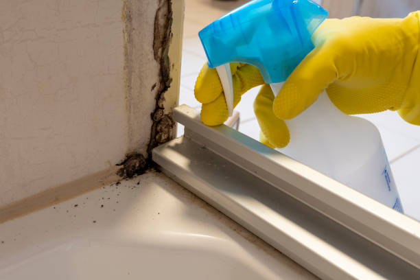 Best Residential Mold Removal  in Forest, OH