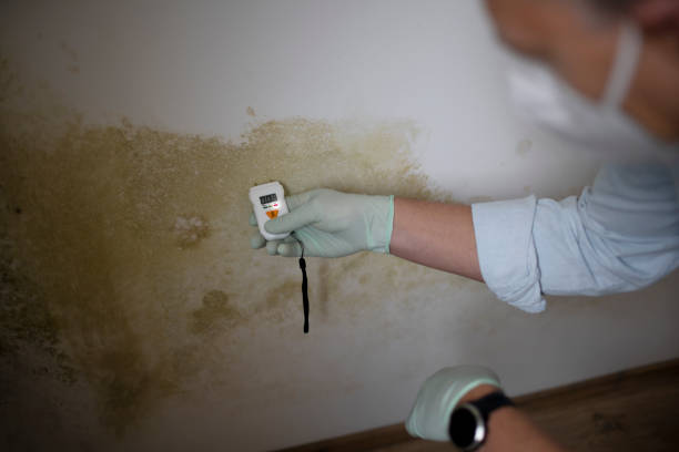 Best Water Damage Restoration  in Forest, OH