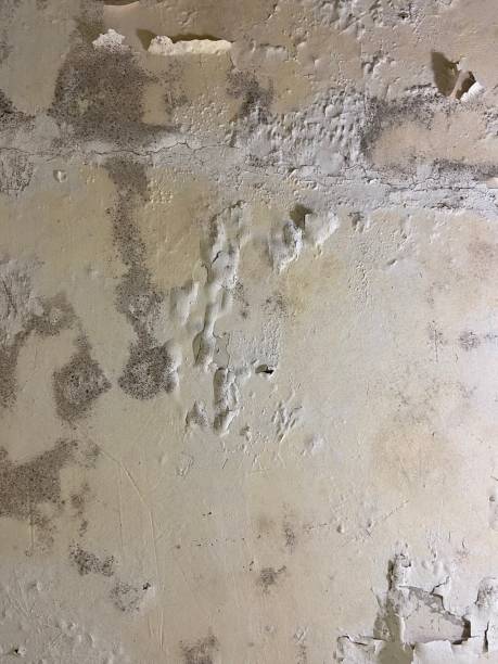 Best Mold Cleaning Services  in Forest, OH